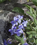 Blue Mountain Violets